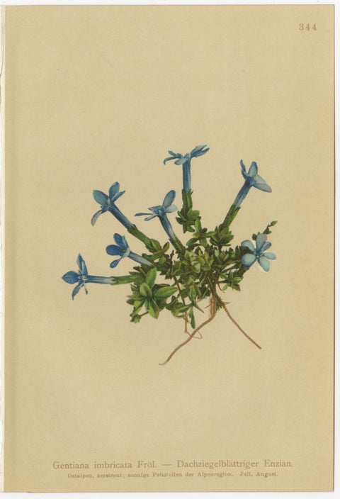 Alpine Gentian Botanical Prints Set of 4, Antique Chromolithographs 1897, view 6