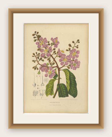 Original Antique Botanical Chromolithograph of Queen's Crape Myrtle, c. 1880, shown framed