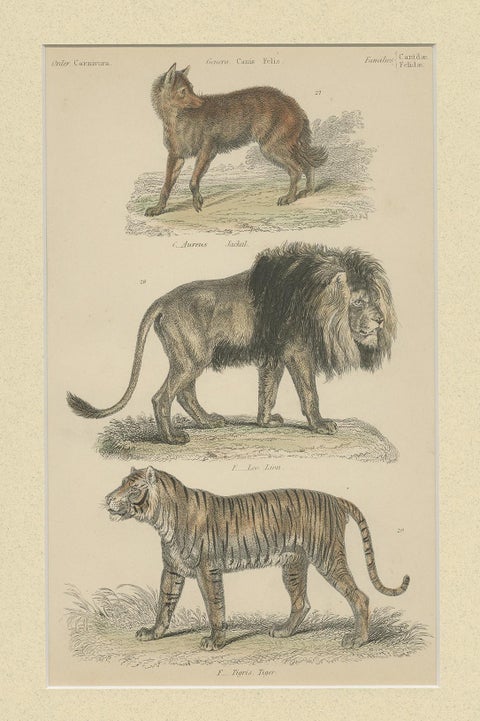 Pl. 8 Antique Print of a Jackal, Lion and Tiger by Richardson, circa 1860, view 4
