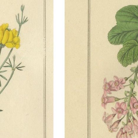 Pair of 1836 Hand-Colored Flower Prints from B. Maund’s Botanic Garden, close-up 1