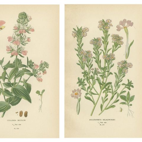 1897 Botanical Prints, Beard-Tongue, Collinsia, Zaluzianskya, and Monkey Flower, close-up 1