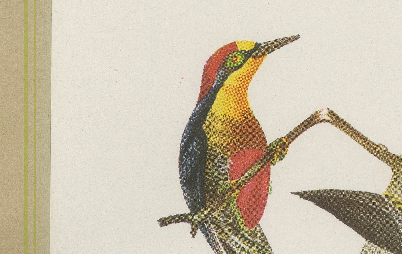 Large Woodpeckers, Brazilian Bird Print, Descourtilz, 1944, view 3