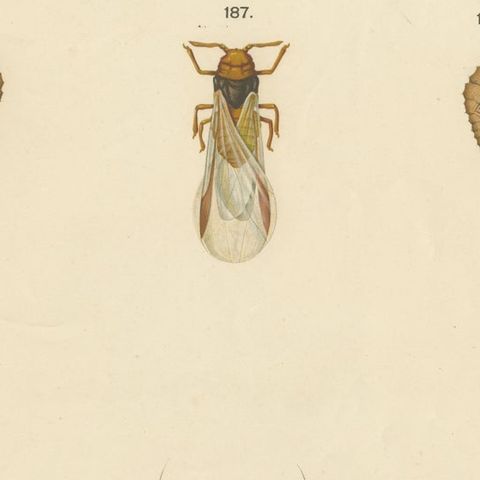 Large Antique Zoology Poster, Crayfish, Leeches, Snails, Insects c.1880, close-up 4