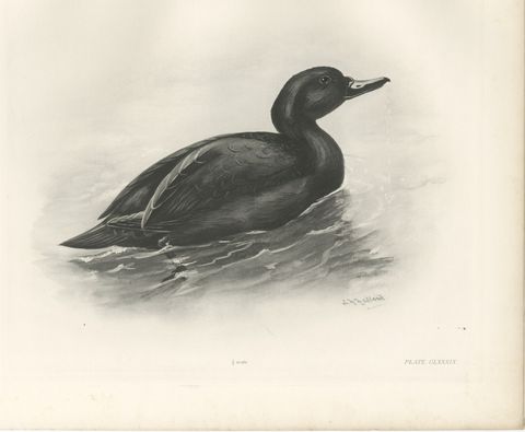 Common Scoter, Antique Bird Print after Lilian Medland, circa 1909
