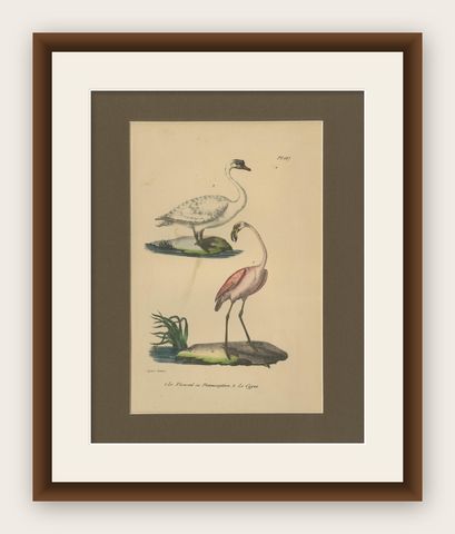 Flamingo & Swan, Antique hand-coloured lithograph, c.1828, shown framed