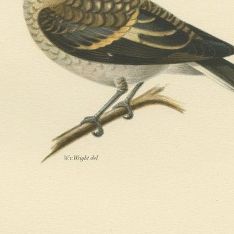 Decorative Antique Bird Print of The Pied Flycatcher, 1927, close-up 2