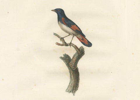 1807 American Redstart Illustration - 'Le Moucherolle doré mâle' Old Bird Print, close-up 2