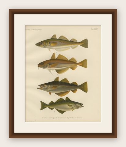 Whiting, Poor Cod, Pollack and Saithe - Captivating Fish Litho, 1895, shown framed