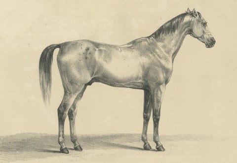 Antique Arabian Horse Lithograph Sultan Mahmoud, Stuttgart 1846, close-up 5