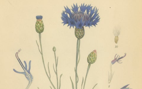Cornflower Botanical Study, Centaurea Cyanus, Carl Lindman, c.1905, close-up 6