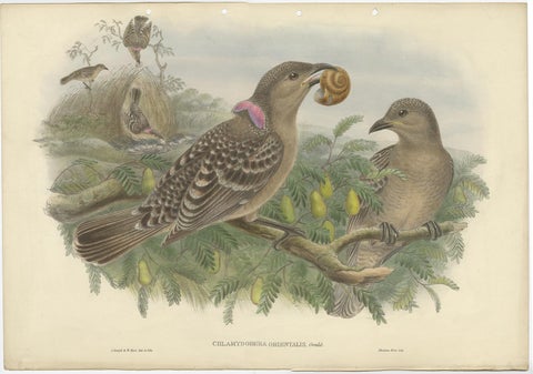 Original Old Hand-Colored Print of the Australian Queensland Bower Bird, ca.1880, view 2