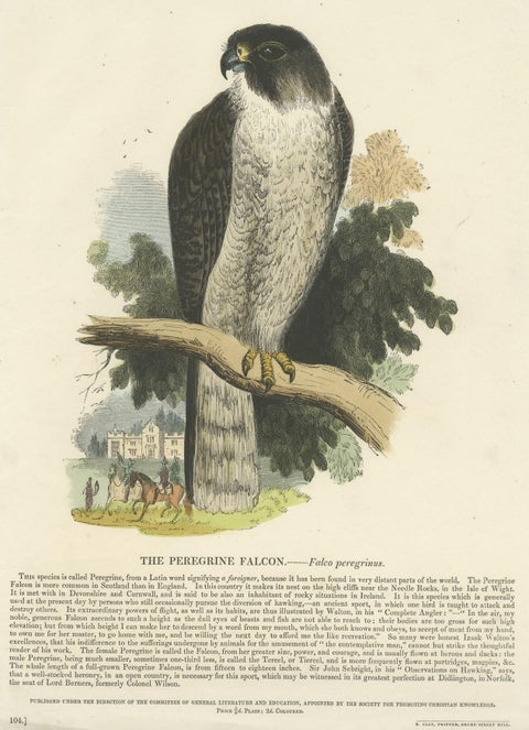 The Peregrine Falcon, Antique Wood Engraving, circa 1860, close-up 3
