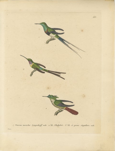 Hummingbird Engravings by Huet and Prêtre: Langsdorff, Chalybeate, Unique-tailed, view 2