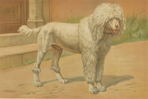 Poodle and Hound, Large Antique Dog Poster by Briedwiser, c.1880, close-up 2