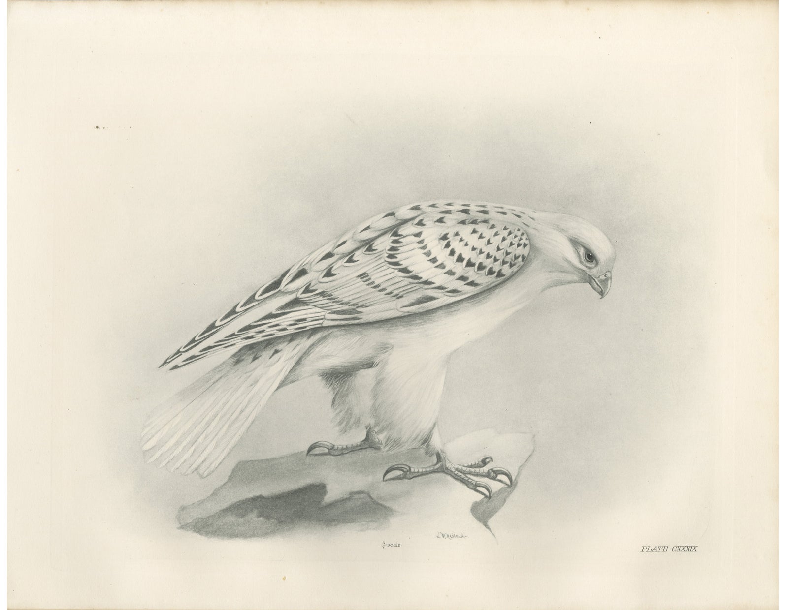 Antique Greenland Gyrfalcon Bird Print by Lilian M. Medland, circa 1908
