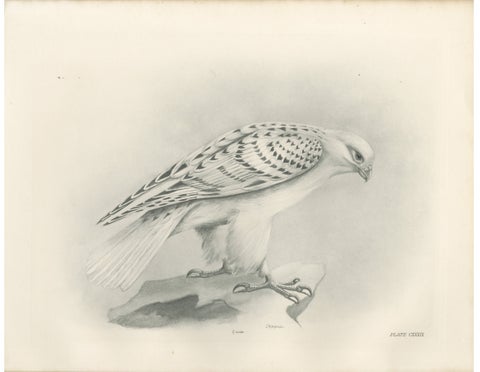 Antique Greenland Gyrfalcon Bird Print by Lilian M. Medland, circa 1908