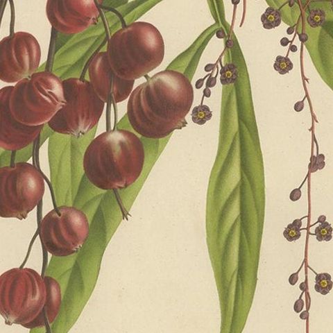 Otophora Alata Antique Lithograph Print, Circa 1875, Botanical Art, close-up 2