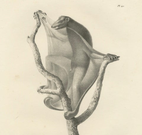 The Flying Lemur (Colugo) Lithograph by C.C. Last, 1836, close-up 3