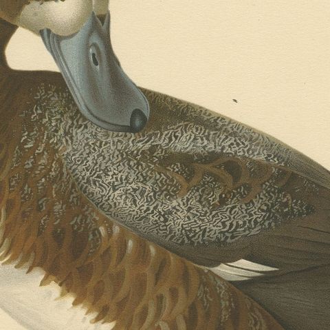 Original Old Bird Print of a Male Greater Scaup, close-up 5