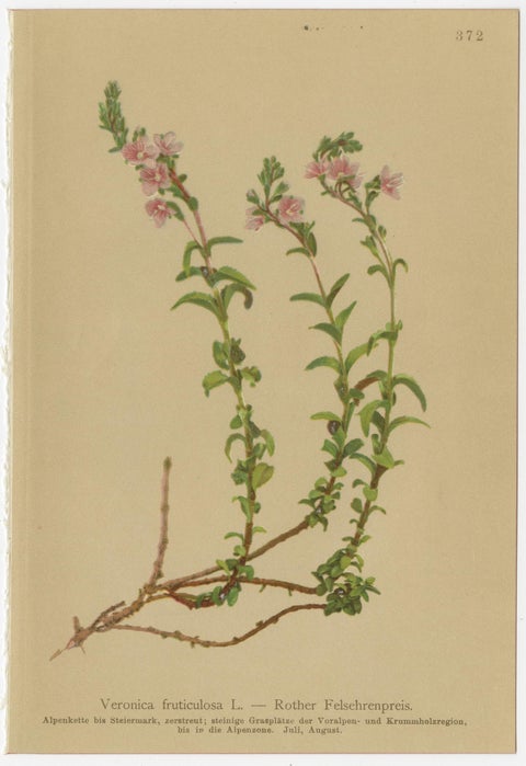 Antique Alpine Speedwell and Wulfenia Small Botanical Prints, Set of 8, 1897, view 4