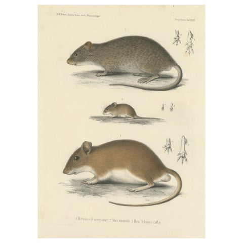 Antique Print of a Gerbil, Mouse and Rat