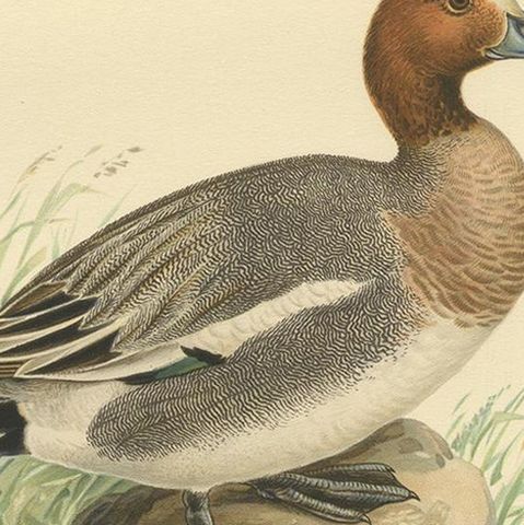 Antique Bird Print of the Eurasian Wigeon, '1929', close-up 2