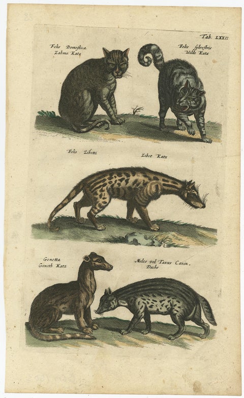 Antique Print of Domestic and Wild Cat Species, incl The Civet, 1657, view 2