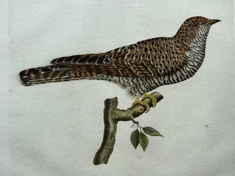 Rufous Cuckoo, Hand-Coloured Engraving with Dutch Text, 1770–1829, view 5