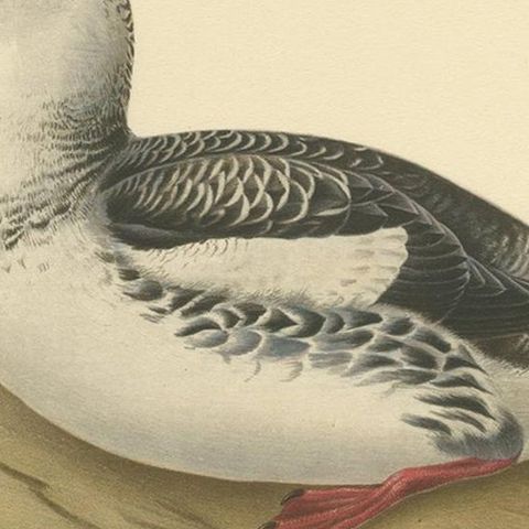 Antique Bird Print of the Guillemot 'Winter' by Von Wright '1929', close-up 2