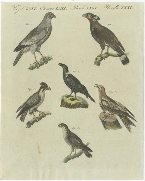 Antique Print of Various African Birds Including the Red-Necked Falcon, view 2