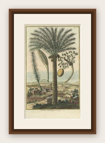Rare Botanical Date Palm Engraving by J.C. Volkamer, Nazareth, 1713, shown framed