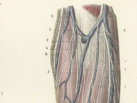 Cutaneous Nerves of the Arm and Hand, Antique Hirschfeld Anatomy Print, 1866, view 5
