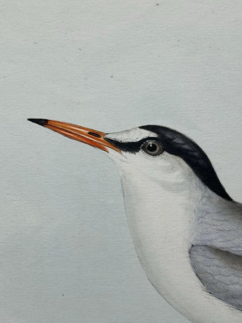 Little Tern, Antique Bird Print by John Gould, Europe Series c.1832, view 6