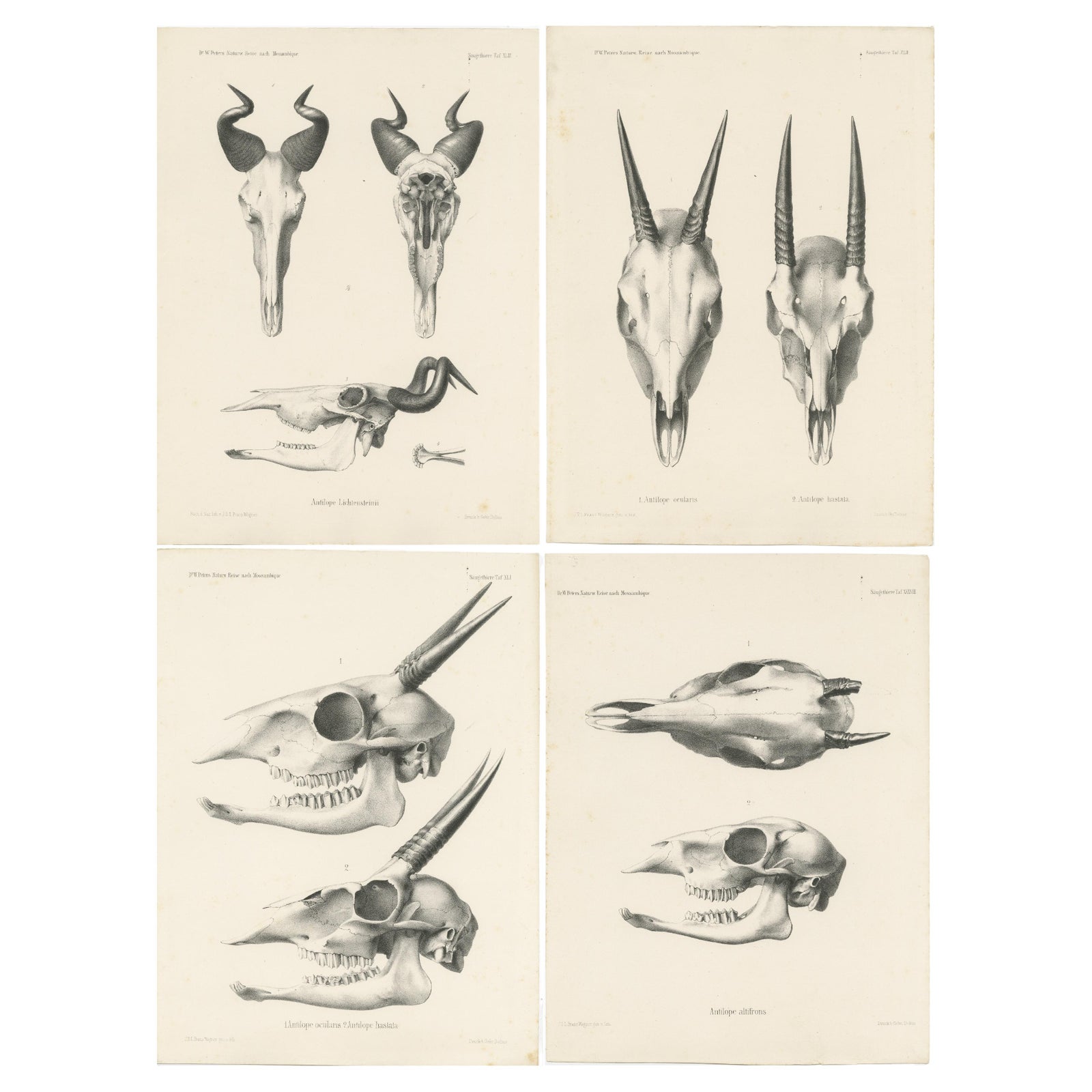 Set of 4 Antique Prints of Antelope Skulls