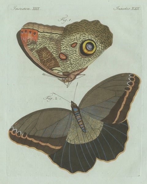 Original Antique Print of Two Exotic Butterflies by Bertuch, c. 1800, close-up 1