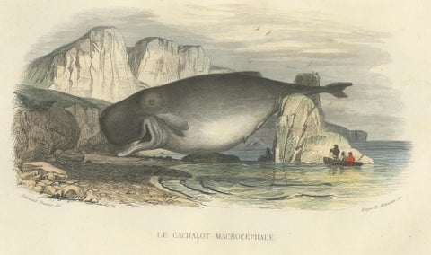 Le Cachalot Macrocéphale (Sperm Whale), Hand-Colored Engraving, 1840, close-up 1