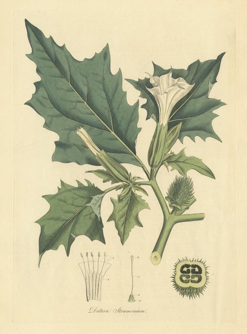 Datura Stramonium, Thorn Apple Botanical Engraving by Curtis c.1817, view 2