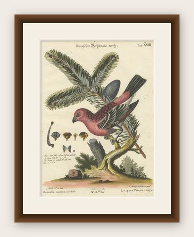 Hand-Colored Engraving of the Great Red Finch by Johann Michael Seligmann, 1770, shown framed