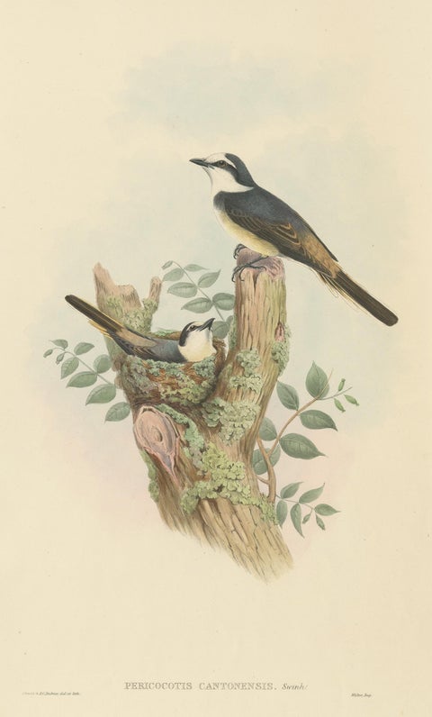 Antique Bird Print of the Swinhoe's Minivet by Gould, circa 1850, view 2