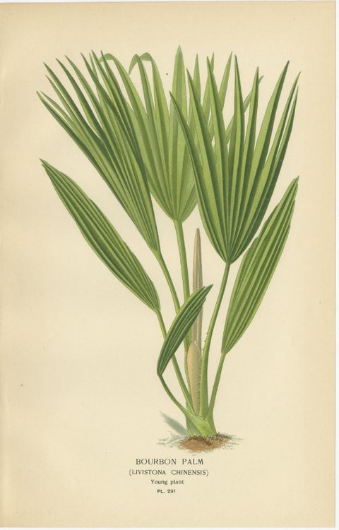 Antique Botanical Prints of Bourbon Palm, Cocos Weddeliana & Screw-Pine, c.1897, view 2