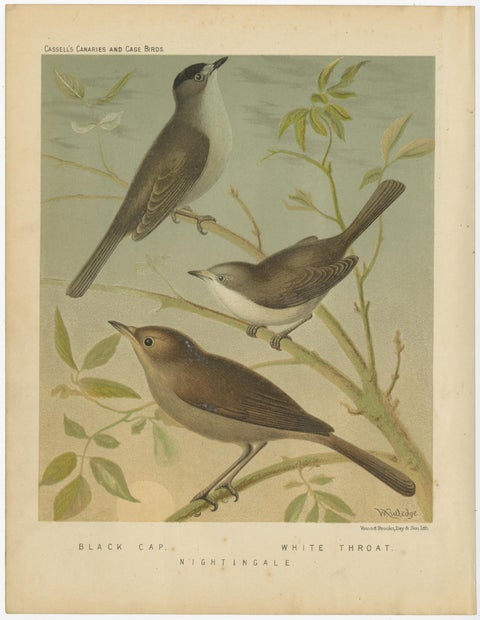 Antique Bird Print of the Black Cap, White Throat and Nightingale, circa 1880, view 2