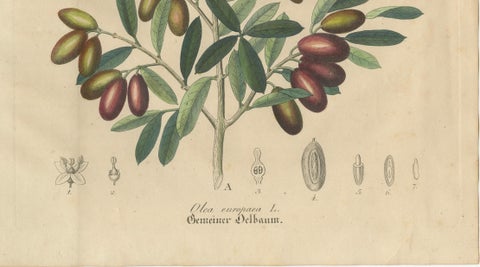 Antique Olive Botanical Print, Hand Colored Copper Engraving, c.1831, close-up 3