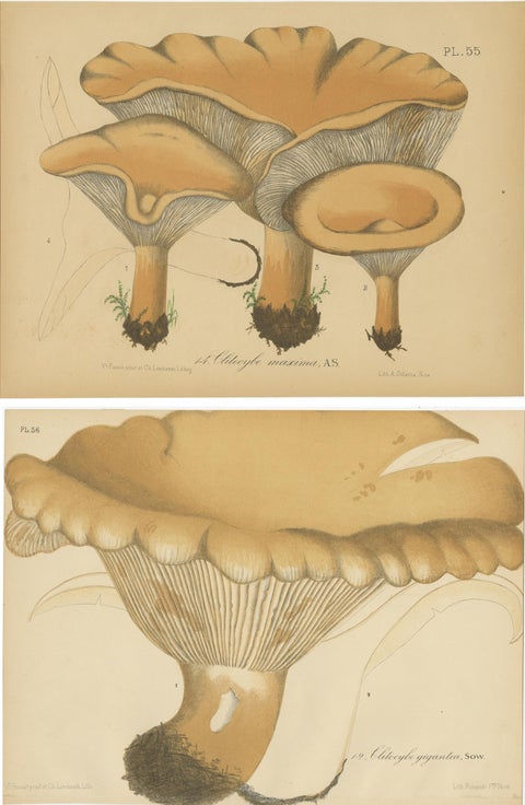 Set of 2 Antique Mycology Prints of Various Fungi by Barla, circa 1890, view 4