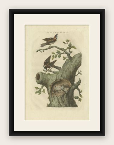 Antique Bird Print of the Eurasian Tree Sparrow by Sepp & Nozeman, 1770, shown framed