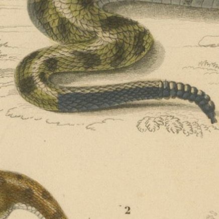 Snake Print of Rattlesnake and Horned Viper, c.1850, by Orbigny, close-up 6
