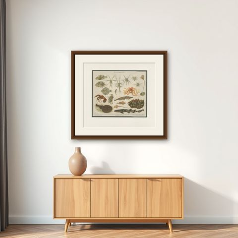 Antique Print of Various Marine Life by Meyer 'c.1905', shown framed on a wall