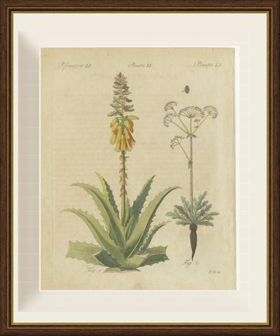 Flowering Aloe with Umbellifer, Antique Bertuch Print, circa 1805, shown framed