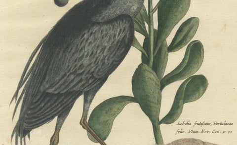 Hand-Colored Engraving of the American Crested Bittern by Seligmann, ca.1770, close-up 2