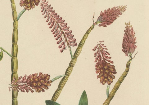 Orchid Splendor: Big Chromolithographic Legacy from the Dutch East Indies, 1854, close-up 3