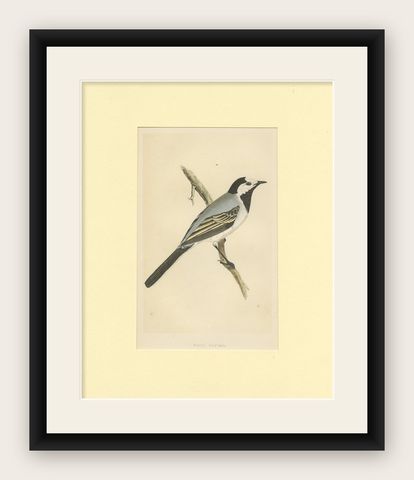Antique Bird Print of a White Wagtail, shown framed